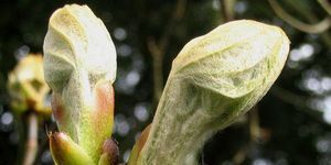 7premiers-bourgeons-marronnier-2007